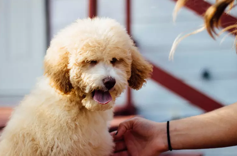 Illustration de l'article : 10 races de chiens considérées comme les plus enclines à l'apprentissage